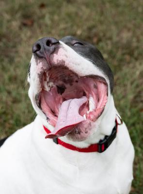 Show full view: Country Brook Petz Everyday Nylon Dog Collar, Red, X-Small: 9 to 11-in neck, 3/8-in wide slide 3 of 9