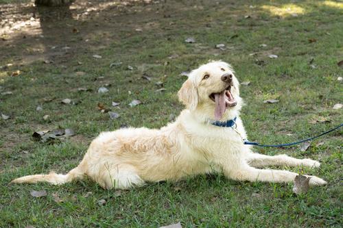 Show full view: Country Brook Petz Everyday Nylon Dog Collar, Royal Blue, Medium: 13 to 16-in neck, 3/4-in wide slide 3 of 9