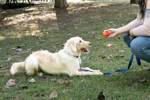 Show full view: Country Brook Petz Everyday Nylon Dog Collar, Royal Blue, Small: 11 to 13-in neck, 3/4-in wide slide 3 of 8