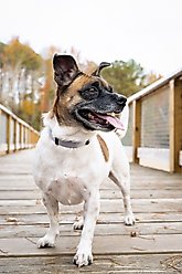 Country Brook Petz Everyday Nylon Dog Collar, Silver, Medium: 13 to 16-in neck, 3/4-in wide slide 2 of 7