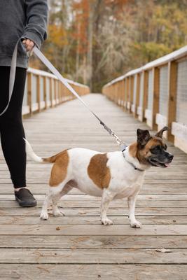 Show full view: Country Brook Petz Everyday Nylon Dog Collar, Silver, Small: 11 to 13-in neck, 3/4-in wide slide 4 of 9