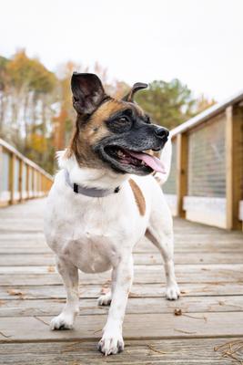 Show full view: Country Brook Petz Everyday Nylon Dog Collar, Silver, Small: 11 to 13-in neck, 3/4-in wide slide 3 of 9