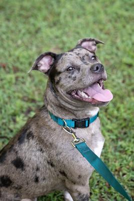 Show full view: Country Brook Petz Everyday Nylon Dog Collar, Teal, Large: 16 to 22-in neck, 1-in wide slide 2 of 8