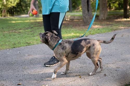 Show full view: Country Brook Petz Everyday Nylon Dog Collar, Teal, X-Large: 18 to 26-in neck, 1-in wide slide 4 of 9