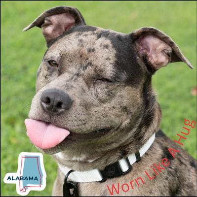 Show full view: Country Brook Petz Everyday Nylon Dog Collar, White, Large: 16 to 22-in neck, 1-in wide slide 7 of 11