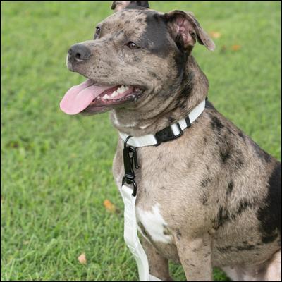 Show full view: Country Brook Petz Everyday Nylon Dog Collar, White, Medium: 13 to 16-in neck, 3/4-in wide slide 3 of 10