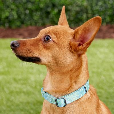 Show full view: Country Brook Design Paisley Polyester Martingale Dog Collar & Leash, Green, Small: 11 to 15-in neck, 5/8-in wide slide 4 of 10