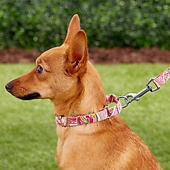 Country Brook Design Paisley Polyester Martingale Dog Collar & Leash, Pink, Small: 11 to 15-in neck, 5/8-in wide slide 2 of 6