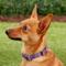 Show in main carousel: Country Brook Design Paisley Polyester Martingale Dog Collar & Leash, Purple, Small: 11 to 15-in neck, 5/8-in wide slide 3 of 9