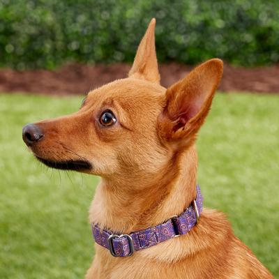 Show full view: Country Brook Design Paisley Polyester Martingale Dog Collar & Leash, Purple, Small: 11 to 15-in neck, 5/8-in wide slide 3 of 9