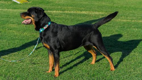 Show full view: Country Brook Design Tie-Dye Flowers Polyester Martingale Dog Collar & Leash, Small: 11 to 15-in neck, 5/8-in wide slide 8 of 12