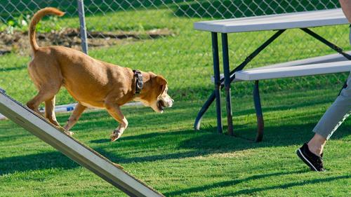 Show full view: Country Brook Design Woodland Camo Polyester Martingale Dog Collar & Leash, X-Large: 23 to 31-in neck, 1-in wide slide 7 of 11