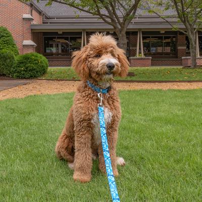 Show full view: Country Brook Petz Blue Bone Camo Deluxe Dog Collar, Blue, Small slide 2 of 7