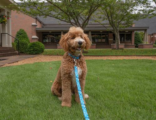 Show full view: Country Brook Petz Blue Bone Camo Deluxe Dog Collar, Blue, X-Large slide 3 of 7