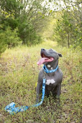 Show full view: Country Brook Petz Blue Bone Camo Dog Leash, Blue, Large: 6-ft long, 1-in wide slide 3 of 5