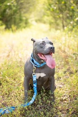 Show full view: Country Brook Petz Blue Bone Camo Dog Leash, Blue, Large: 6-ft long, 1-in wide slide 2 of 5