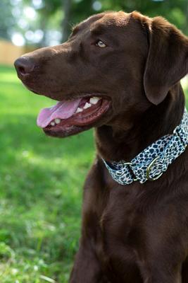 Show full view: Country Brook Petz Cheetah Polyester Martingale Dog Collar, Black, X-Large: 23 to 31-in neck, 1-in wide slide 3 of 7