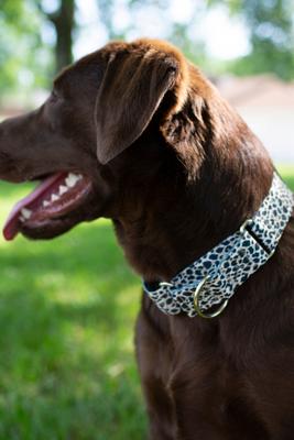 Show full view: Country Brook Petz Cheetah Polyester Martingale Dog Collar, Black, X-Small: 9 to 12-in neck, 1/2-in wide slide 2 of 7