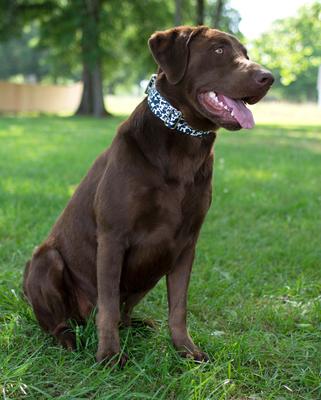 Show full view: Country Brook Petz Dairy Cow Polyester Martingale Dog Collar, Black, X-Large: 23 to 31-in neck, 1-in wide slide 2 of 7