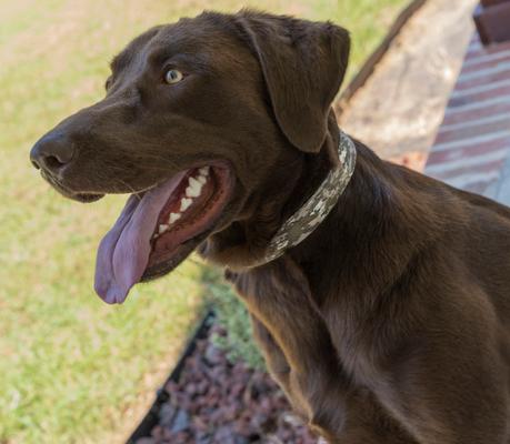 Show full view: Country Brook Petz Deluxe Desert Viper Camo Dog Collar, Brown, Medium slide 3 of 7