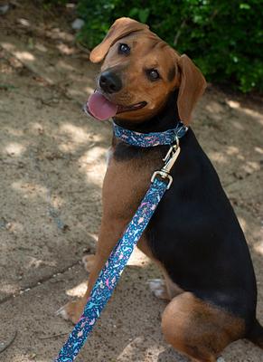 Show full view: Country Brook Petz Deluxe Dinosaurs Dog Collar, Blue, X-Large: 18 to 26-in neck, 1-in wide slide 2 of 7