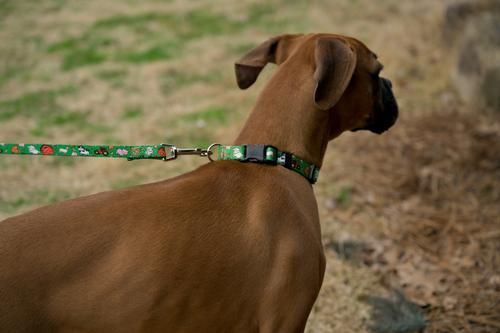Show full view: Country Brook Petz Deluxe Farm Life Y'all Dog Collar, Green, Large: 16 to 22-in neck, 1-in wide slide 2 of 6