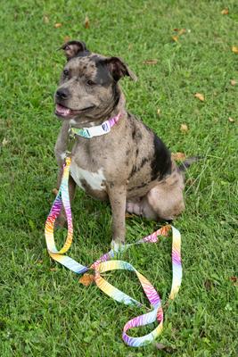 Show full view: Country Brook Petz Deluxe Fashion Zebra Dog Collar, Multi-Colored, 18 to 26-in neck, 1-in wide slide 2 of 7