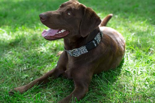 Show full view: Country Brook Petz Deluxe Leopard Print Dog Collar, Brown, 18 to 26-in neck, 1-in wide slide 3 of 8