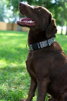 Show full view: Country Brook Petz Deluxe Leopard Print Dog Collar, Brown, 9 to 11-in neck, 1/2-in wide slide 4 of 8