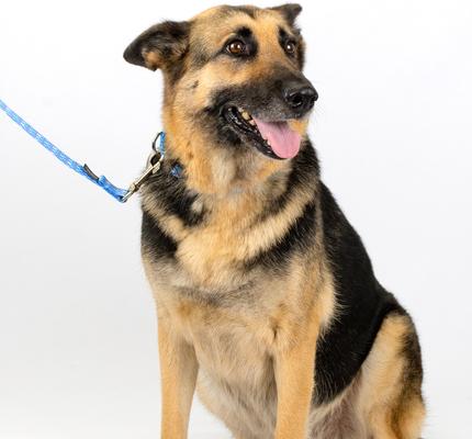 Show full view: Country Brook Petz Deluxe Mermaid Scales Dog Collar, Blue, 16 to 22-in neck, 1-in wide slide 2 of 7