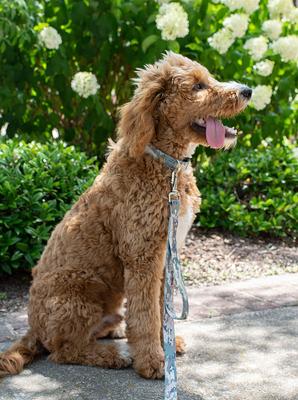 Show full view: Country Brook Petz Deluxe Mountain Viper Camo Dog Collar, Green, Large slide 4 of 9