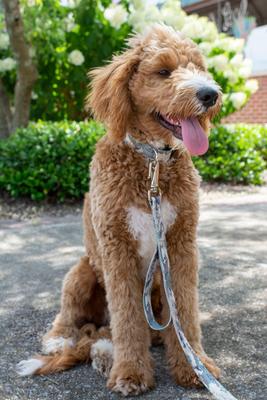 Show full view: Country Brook Petz Deluxe Mountain Viper Camo Dog Collar, Green, X-Small slide 2 of 8