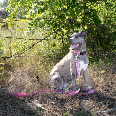Show full view: Country Brook Petz Deluxe Pink Waterfowl Camo Dog Collar, Pink, Large slide 2 of 7