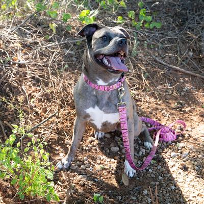 Show full view: Country Brook Petz Deluxe Pink Waterfowl Camo Dog Collar, Pink, X-Large slide 3 of 7