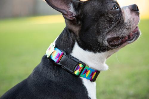 Show full view: Country Brook Petz Deluxe Rainbow Hearts Dog Collar, Multi, Medium:13 to 16-in neck, 1-in wide slide 4 of 8
