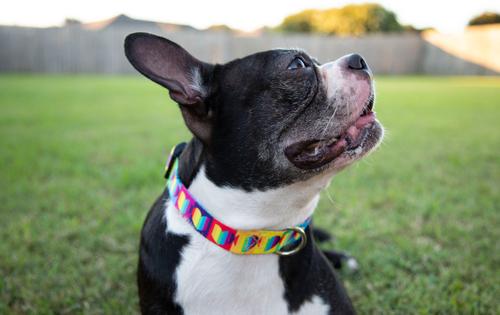 Show full view: Country Brook Petz Deluxe Rainbow Hearts Dog Collar, Multi, X-Large: 18 to 26-in neck, 1-in wide slide 2 of 7