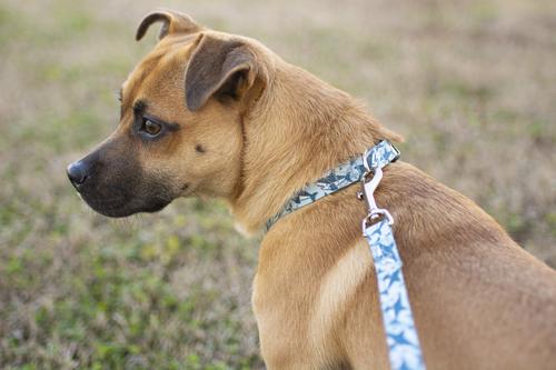 Show full view: Country Brook Petz Deluxe Sharks Dog Collar, Blue, X-Large: 18 to 26-in neck, 1-in wide slide 2 of 8