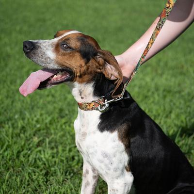 Show full view: Country Brook Petz Deluxe Southern Forest Camo Dog Collar, Brown, Medium slide 3 of 7