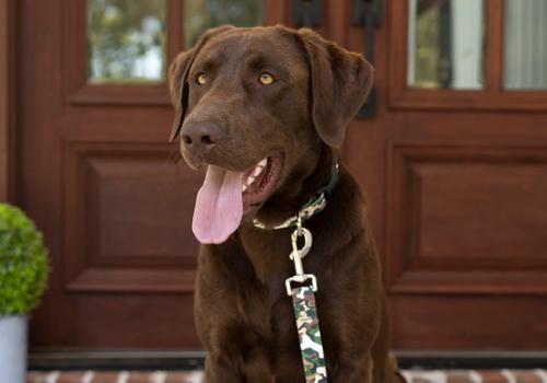 Show full view: Country Brook Petz Deluxe Woodland Bone Camo Dog Collar, Green, Medium slide 3 of 7