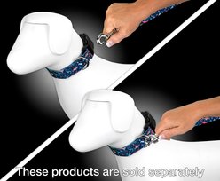 Country Brook Petz Dinosaurs Dog Leash, Blue, Large: 6-ft long, 1-in wide slide 2 of 4