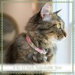 Show in main carousel: Country Brook Petz Flamingos Breakaway Cat Collar, Teal, 8 to 12-in neck, 1/2-in wide slide 2 of 4