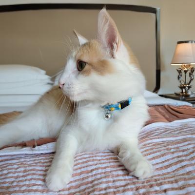 Show full view: Country Brook Petz Just Ducky Breakaway Cat Collar, Blue, 8 to 12-in neck, 1/2-in wide slide 3 of 10