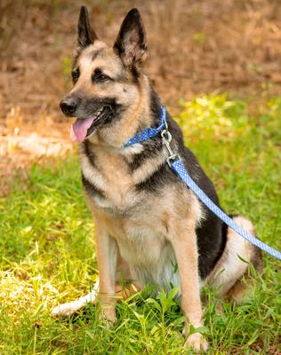 Show full view: Country Brook Petz Mermaid Scales Polyester Martingale Dog Collar, Blue, X-Large: 23 to 31-in neck, 1-in wide slide 3 of 7