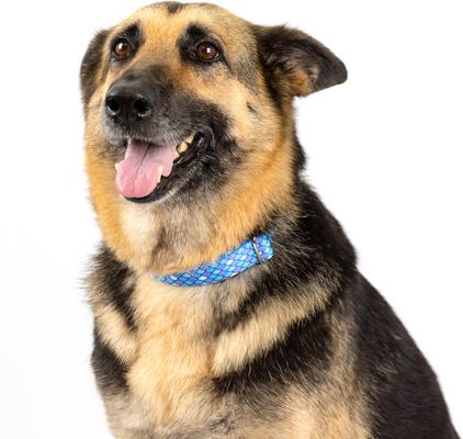 Show full view: Country Brook Petz Mermaid Scales Polyester Martingale Dog Collar, Blue, X-Small: 9 to 12-in neck, 1/2-in wide slide 2 of 7