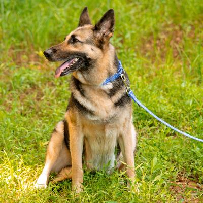 Show full view: Country Brook Petz Mermaid Scales Print Leash, Blue, edium: 4-ft long, 5/8-in wide slide 7 of 7