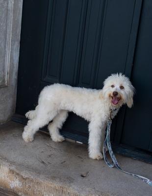 Show full view: Country Brook Petz Mountain Viper Camo Martingale Dog Collar, Green, Medium slide 2 of 7