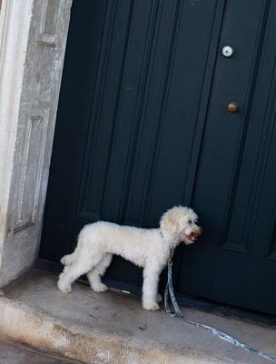 Show full view: Country Brook Petz Mountain Viper Camo Martingale Dog Collar, Green, X-Large slide 4 of 8