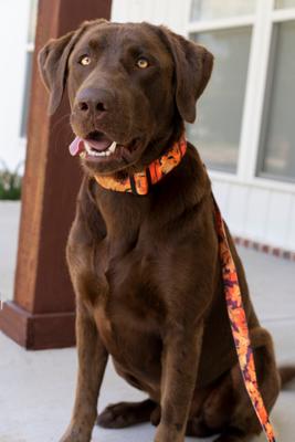Show full view: Country Brook Petz Orange Sunset Camo Deluxe Dog Collar, Orange, Large slide 4 of 8
