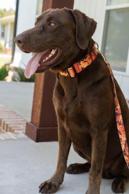Show full view: Country Brook Petz Orange Sunset Camo Deluxe Dog Collar, Orange, X-Large slide 2 of 7