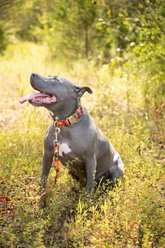 Country Brook Petz Orange Sunset Camo Dog Leash, Orange, Large: 6-ft long, 1-in wide slide 2 of 5